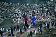 Aves antárticas de 
la isla Decepción